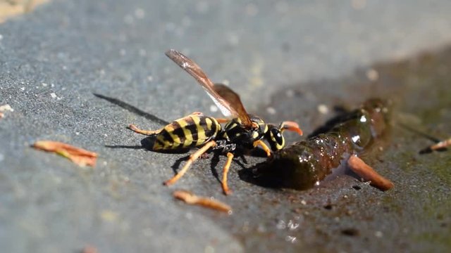 Wespe (Braunwurzblattwespen) - Nahrungsaufnahme  