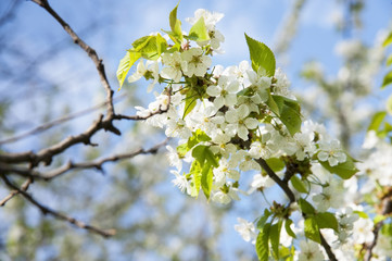 Branch of apple trees that blossom in the spring with white flowers and very smelly. Beautiful spring background