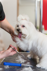 Professional care for the dog Maltese lap dog. Grooming the dog in the grooming salon.