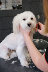 Professional care for the dog Maltese lap dog. Grooming the dog in the grooming salon.