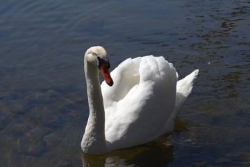 Schwan am Siegsteig