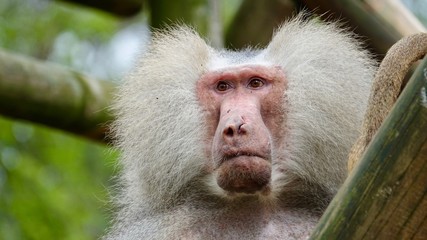 Pavian, männlicher Affe Portrait