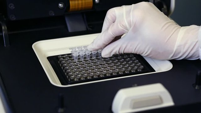 Female genetics worker placing the strips with DNA into the PCR thermal cycler or amplifier for PCR diagnostics