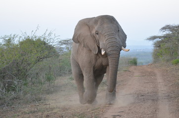 Fototapeta na wymiar CHARGE D'ELEPHANT1