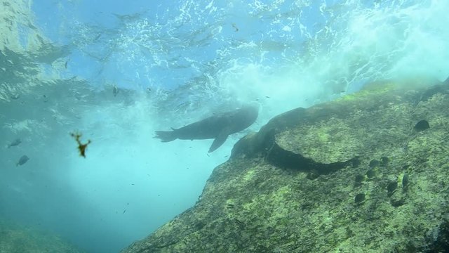 Californian sea lion (Zalophus californianus) swimming and playing in the reefs of los islotes in Espiritu Santo island at La paz,. Baja California Sur,Mexico.
