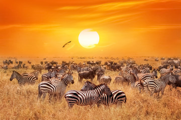 Obraz na płótnie Canvas Groupe of wild zebras and antelopes in the African savanna against a beautiful orange sunset. Wild nature of Tanzania. Artistic natural african image.