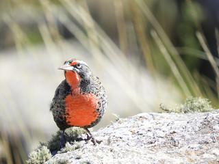 Sturnella loyca at Quebrada del Condorito National Park