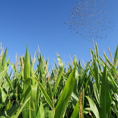 many green corn plants on a field, green,