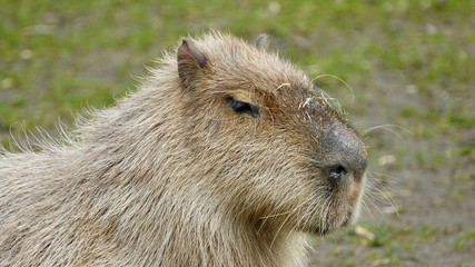 Wasserschwein, sitzend, grasend und als Portrait 