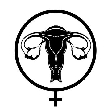 women's uterus. vector illustration