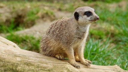 Erdmännchen, Säugetier, Afrika