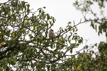 Vogel im Geäst eines alten Baums