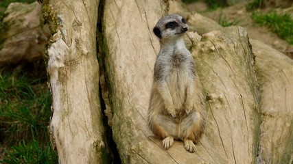 Erdmännchen, Säugetier, Afrika