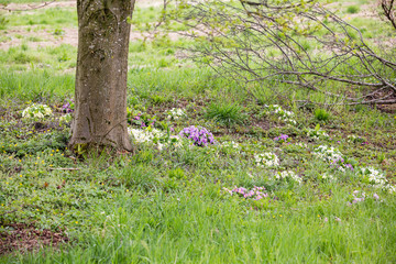 Blumen und Blüten im Frühling
