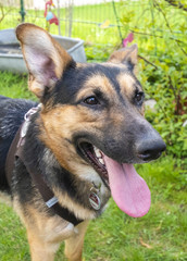 Mixed-breed dog between German Shepherd and Labrador Retriever shows his tongue hanging out