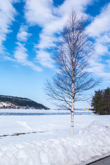 Brzoza na brzegu jeziora Storsjön w Östersund