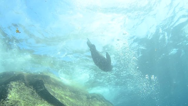 Californian sea lion (Zalophus californianus) swimming and playing in the reefs of los islotes in Espiritu Santo island at La paz,. Baja California Sur,Mexico.
