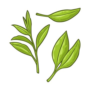 Tea branch with leaves. Vector vintage engraving