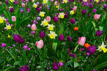daffodils and tulips