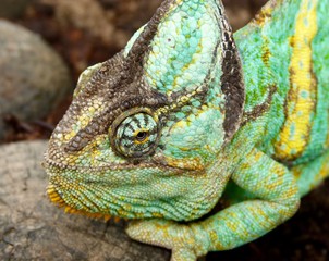 Chamäleon, Amphibien, Afrika