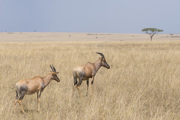 Antilope mit Weitblick