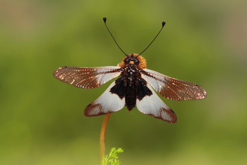 sabah güneşinde ısınan baykuş ( Libelloides macaronius ) sineği böceği