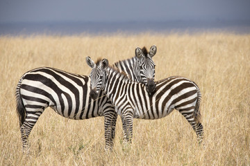 Fototapeta na wymiar Zebra Paar