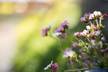 Zarte rosa und weiße Blüten im Frühling