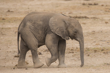 junger Elefant