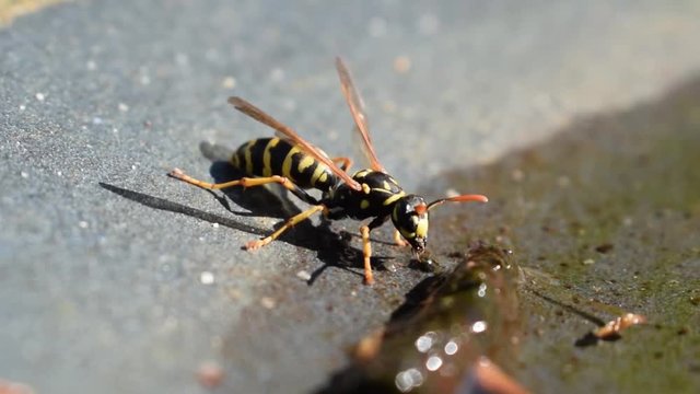 Wespe (Braunwurzblattwespen) - Nahrungsaufnahme  