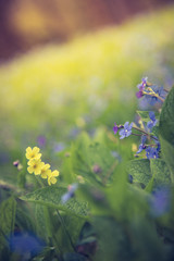 Blumenwiese im Frühling, blaue Vergissmeinnicht