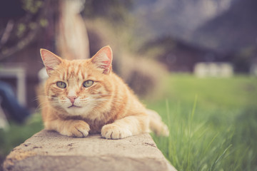 Süße Hauskatze im Garten, Sommer, Textfreiraum