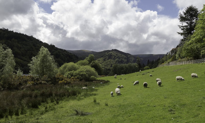 Fototapeta na wymiar Peaceful farmland landscape, green hills, sheep eating grass, background mountain