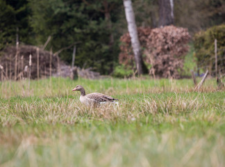Wildgans in der Wildnis