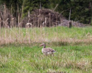 Wildgans in der Wildnis
