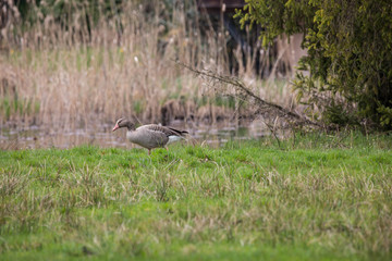 Wildgans in der Wildnis
