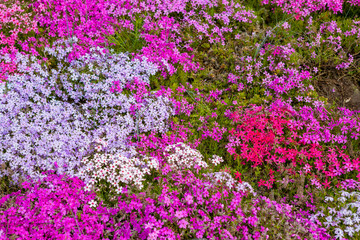 Obraz premium Beautiful meadow with pink flowers, close up