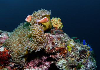 Clown fish, ,anemone and  beautiful coral.