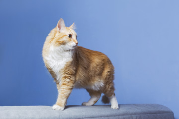 Red cat on blue background