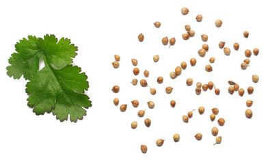 coriander leaves and seeds isolated on white background top view