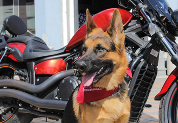 Portrait of a German Shepherd. The dog has a red bandana on his neck. Dog with a tongue outdoors on a sunny day. Age of the dog - 15 months. Near a motorcycle (chopper).