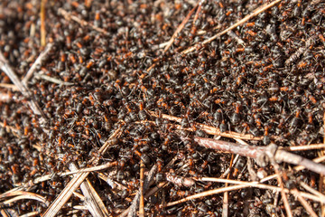 Ants working in the anthill