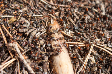 Ants working in the anthill