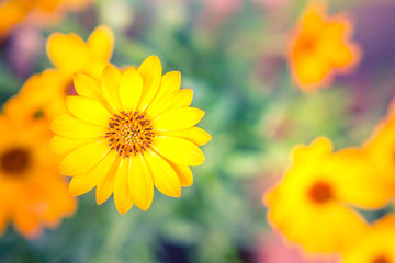 Yellow flowers on natural blurred background