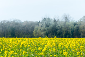 Field of blooming Canola with trees in the background