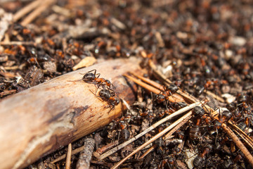 Ants working in the anthill