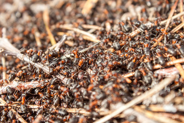 Ants working in the anthill