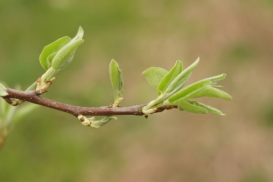Young leaves and buds of pears.