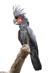 black palm cockatoo sitting on the tree branch, full size portrait isolated on white background. © elen31