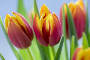 Detail of tulip bouquet, ornamental spring flowers, yellow red flower heads in bloom with leaves
